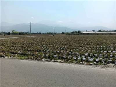 Plantation d'ananas à Pingtung (photo fournie par Victor Besnier et Pierre Lucas ) 
