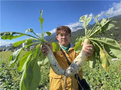 Image d'illustration du Festival du radis blanc de Guanshan en 2024 (Image : CNA)