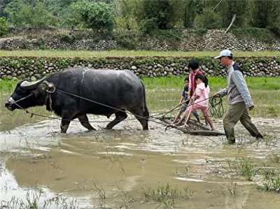 Activité proposée avec les enfants pour découvrir l'agriculture traditionnelle avec un buffle (photo fournie par Li Chun-hsin)