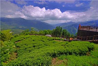 Champ de thé des hautes montagnes (source: Comté de Chiayi)