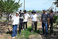 Les responsables locaux constatent les pertes agricoles dans une exploitation de pomme cannelle à Taitung (photo, CNA)