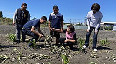Constatation des dégâts agricoles suite au passage du Typhon Champi (photo : CNA)