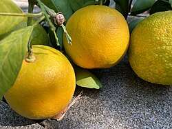 Citrus taiwanica (Photo Wikipedia)