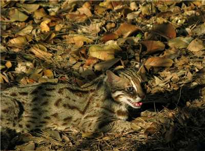 Le chat-léopard est souvent victime de collision faune-véhicule (photo, Association de la protection de chats-léopords)