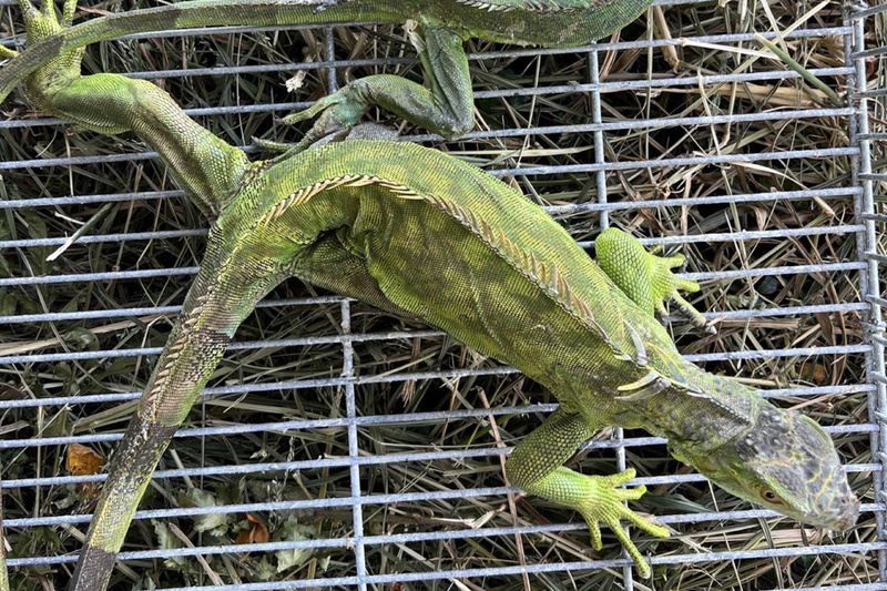 Iguane vert, une espèce exotique envahissant presque tout Taïwan (photo, CNA/municipalité de Tainan)