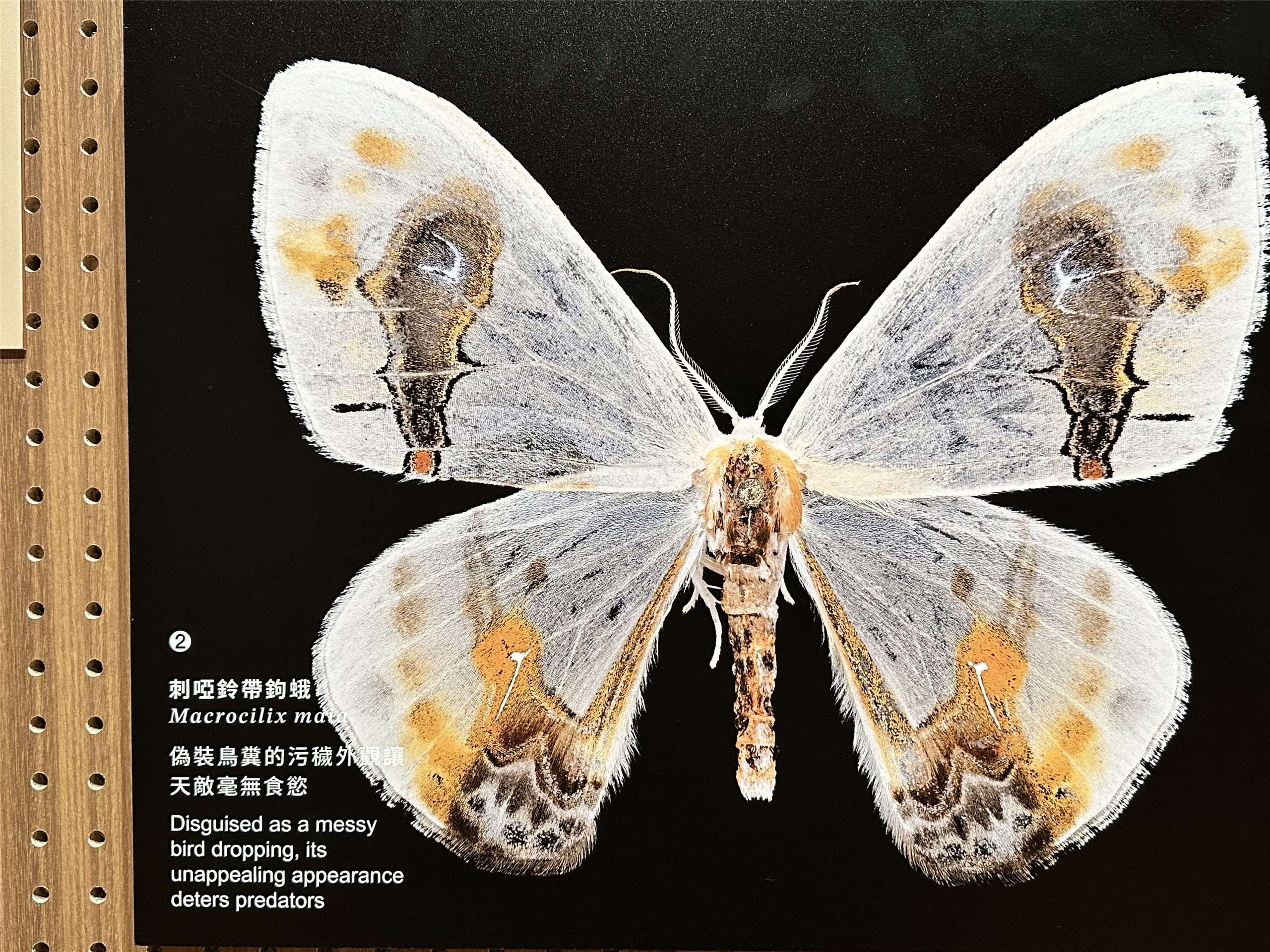 Le Musée national de Taïwan met à l'honneur la diversité et la force des papillons taïwanais (Image : RTI)