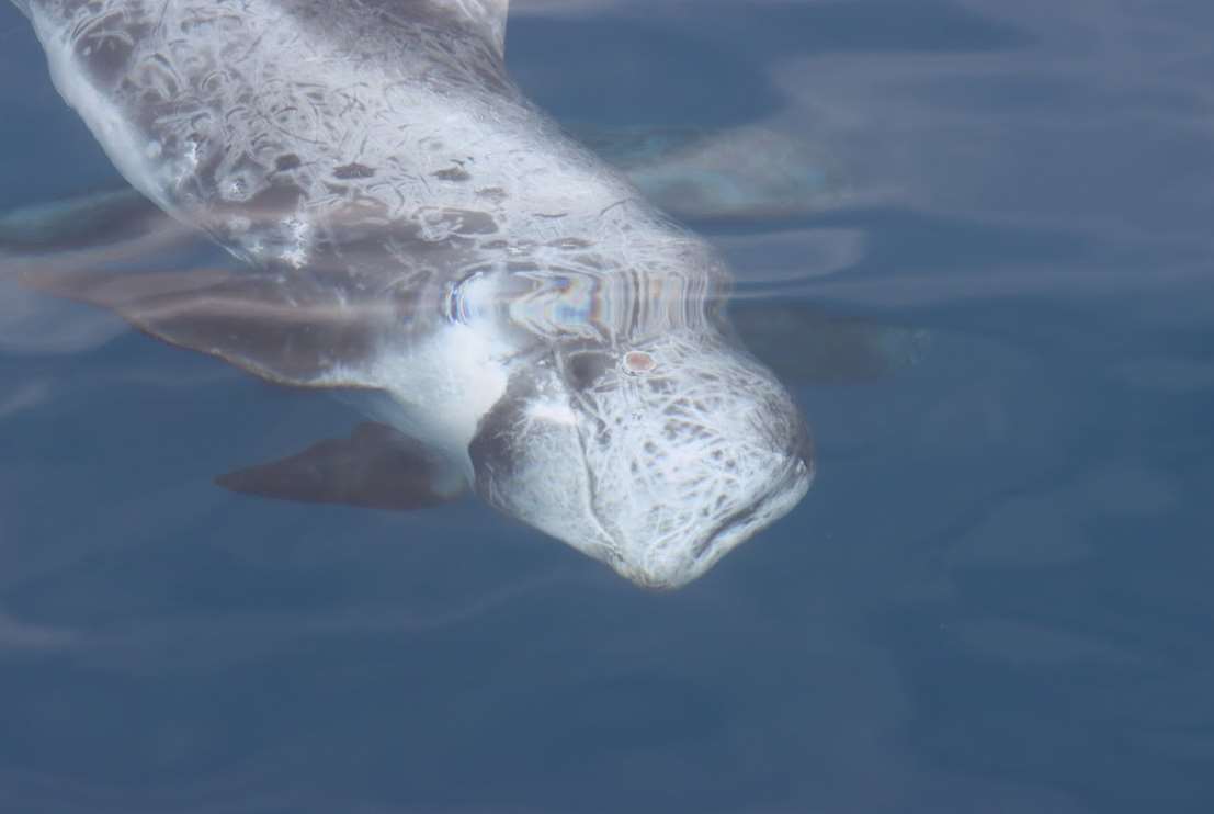 Un dauphin de Rosso (Photo Fondation Kuroshio)