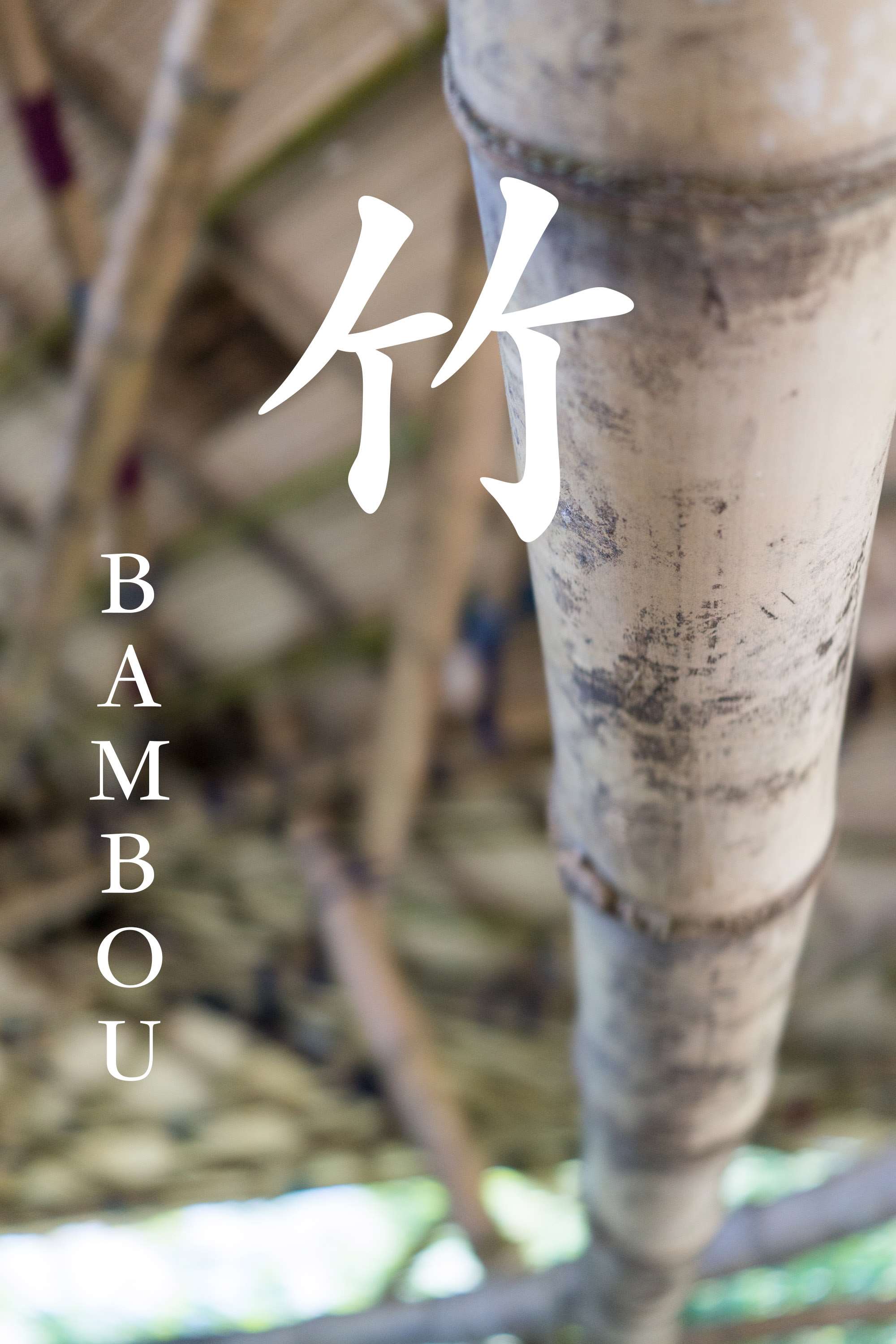 Bambou (photo : Sasa/RTI)