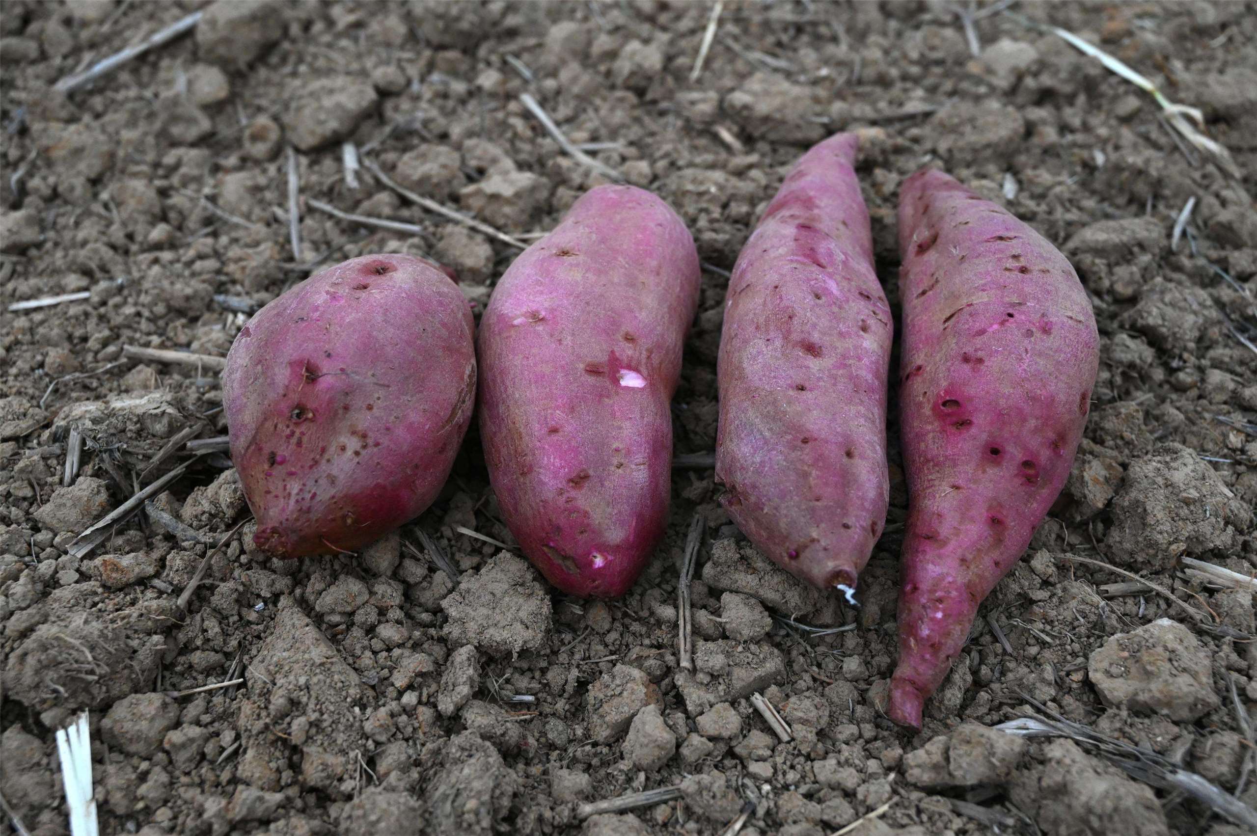 Le Taoyuan numéro IV, une nouvelle variété de patate douce (Photo : centre de recherche agricole de Taoyuan)