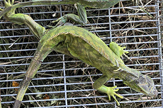 Iguane vert, une espèce exotique envahissant presque tout Taïwan (photo, CNA/municipalité de Tainan)