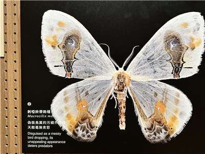 Le Musée national de Taïwan met à l'honneur la diversité et la force des papillons taïwanais (Image : RTI)