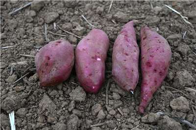 Patates douces taïwanaises (photo, laboratoire agricole de Taoyuan)