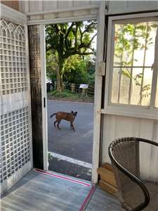 Un chien errant dans les collines de Taipei (photo : Sasa)
