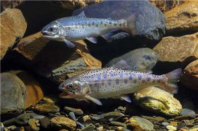 Saumons de Formose (Image : 國立海洋科技博物館, Attribution, via Wikimedia Commons)