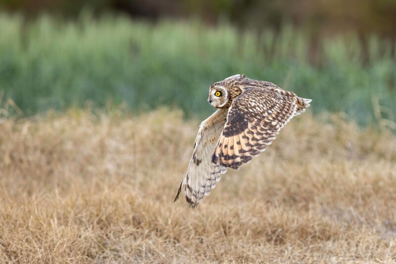 Le hibou des marais  observé de manière continue à Kinmen (photo, CNA)