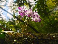 Dendrobium linawianum dans la nature (photo, CNA)
