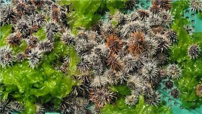 Des oursins de type Bafun (Hemicentrotus pulcherrimus) élevés et mis en mer par le centre de recherche aquacole de Penghu (Photo CNA)