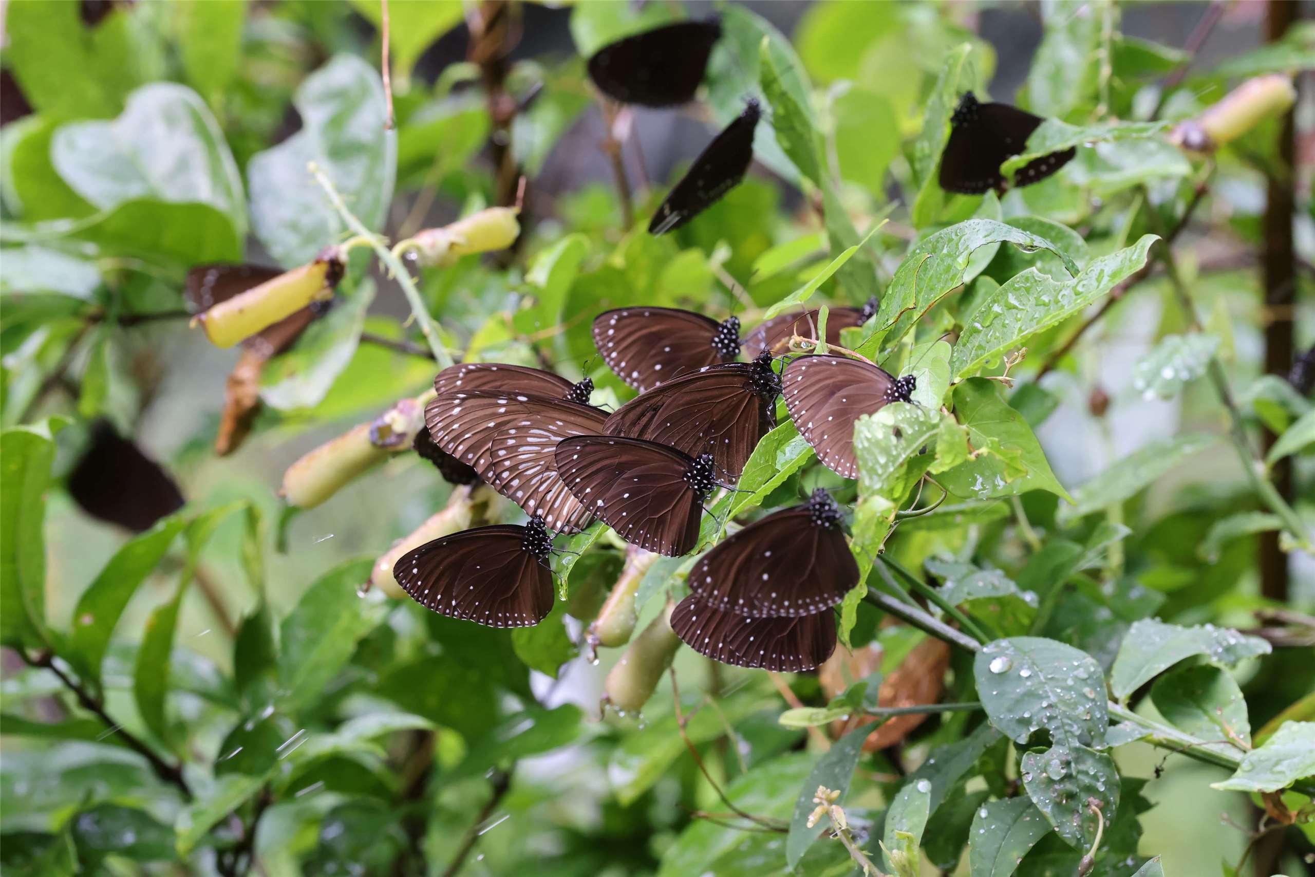 Des papillons Euploea (Image fournie par l'association de la protection écologique des papillons Euploea)