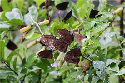 Des papillons Euploea (Image fournie par l'association de la protection écologique des papillons Euploea)