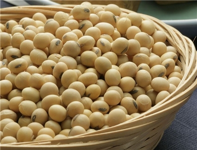 Soja (image pixabay)