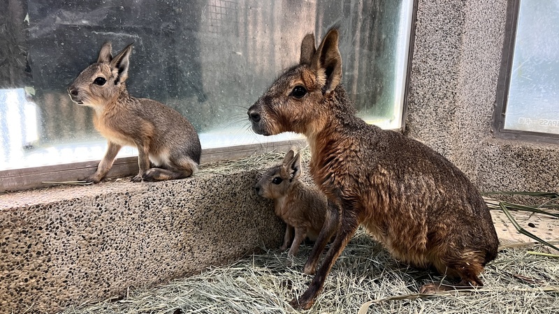 Quelques nouveaux-nés du zoo de Shoushan présentés au public (photo, CNA)