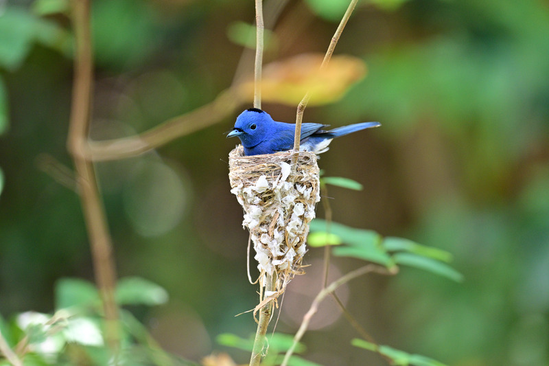 Nid de Tchitrec azuré (Photo de l'administration du parc national de Kenting, CNA)