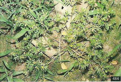 Photo de la coriandre des montagnes (Site de TaiEOL, Taiwan encyclopedia of Life)