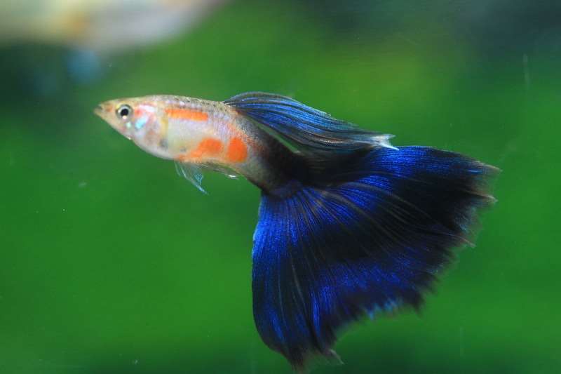 Un poisson guppy (Photo CNA)