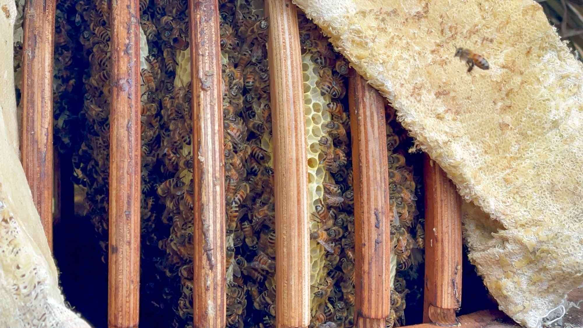 Les abeilles dans une ruche solaire (photo : Mathilde Borne)
