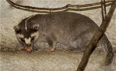 Blaireau-furet (photo, comté de Miaoli)