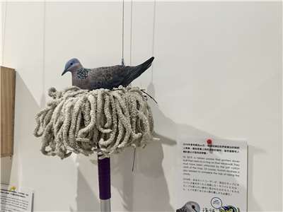 Exposition à Huashan sur les nids d'oiseaux en ville (Image : Rti)