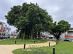 "Arbre en l'air" dans le Parc Triangulaire de Taitung (photo, CNA)