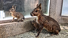 Quelques nouveaux-nés du zoo de Shoushan présentés au public (photo, CNA)