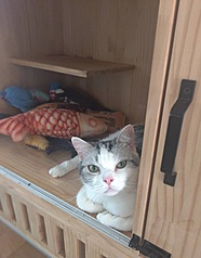 Un appartement à Taipei transformé en centre d'accueil de 62 chats (photo, CNA)