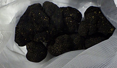 La FDA a annoncé le 26 mai les résultats de son dernier contrôle aux frontières : des lots de truffes importées ont été interceptés pour un taux excessif de cadmium (photo : FDA)