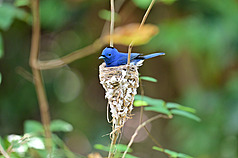 Nid de Tchitrec azuré (Photo de l'administration du parc national de Kenting, CNA)