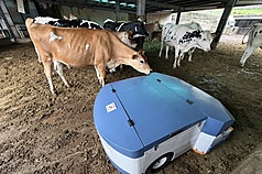 Un robot pour l'élevage bovin développé par l'ITRI (photo, CNA)