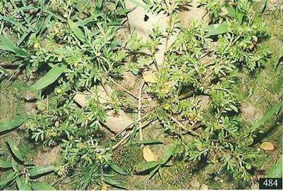 Photo de la coriandre des montagnes (Site de TaiEOL, Taiwan encyclopedia of Life)