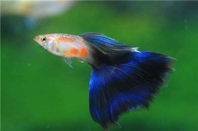 Un poisson guppy (Photo CNA)