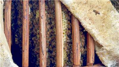 Les abeilles dans une ruche solaire (photo : Mathilde Borne)