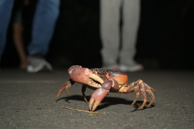 Un crabe traverse la route sur l'île de Xiaoliuqiu, protégé des automobiles temporairement (photo CNA)