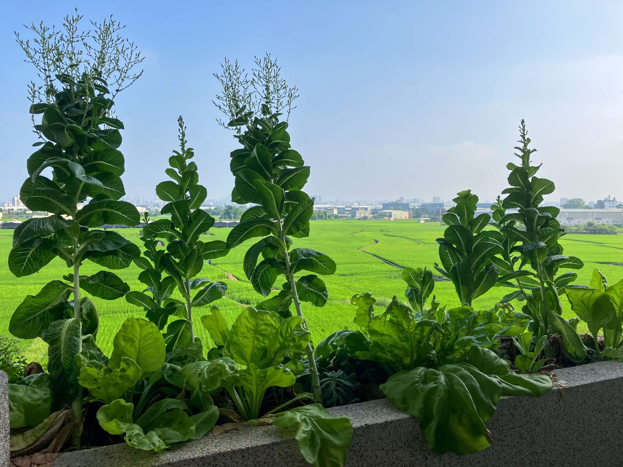 Des plants de salade qui montent en graine pour pouvoir replanter des salades l'an prochain ! (photo : Sasa)