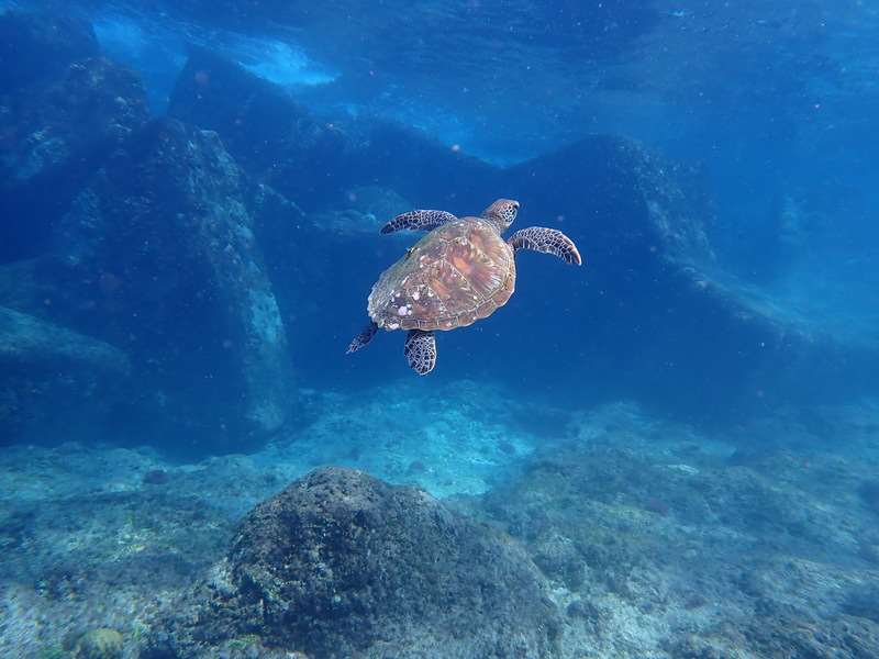 L'île de Xiaoliuqiu célèbre pour sa population importante de tortues de mer dans les eaux locales (Photo CNA fournie par l'administration des garde-côtes)