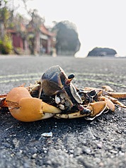 Les accidents routiers mortels sont courrants pour les femelles de crabes terrestres se rendant au bord de la mer en saison de reproduction (photo, CNA)