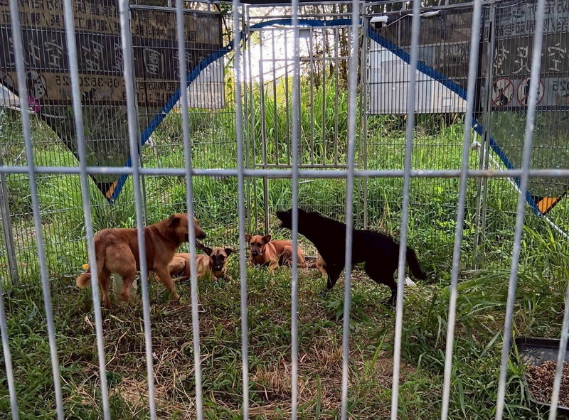 Chiens errants de plus en plus nombreux aux alentours du réservoir de Renyitan à Chiayi (photo,  CNA/Lin Pei-ru)