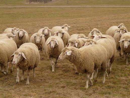 Moutons dans un pâturage (illustration pxhere)