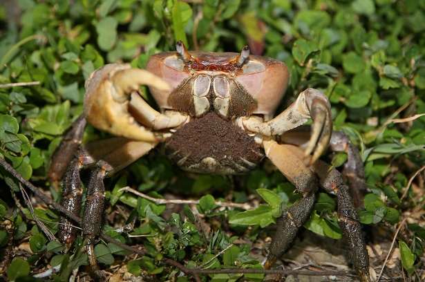 Le parc national Taijiang, dans le sud de Taïwan protège ses crabes en cette période de migration et reproduction (photo FB du parc)