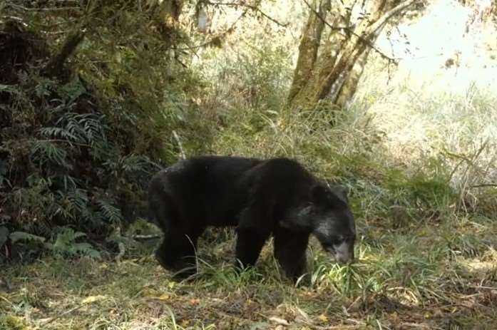 Ours noir taïwanais (photo : Administration des forêts de Yilan)