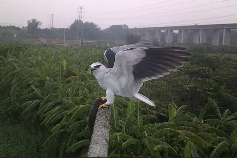 Un élanion blanc filmé sur un perchoir à rapace (Photo bureau de l'agriculture de Tainan)