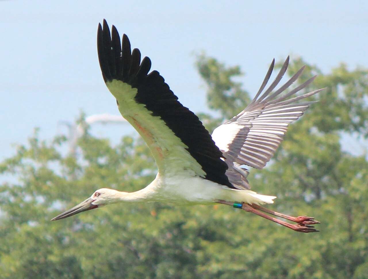 Une cirgogne orientale (Photo Wikipedia)